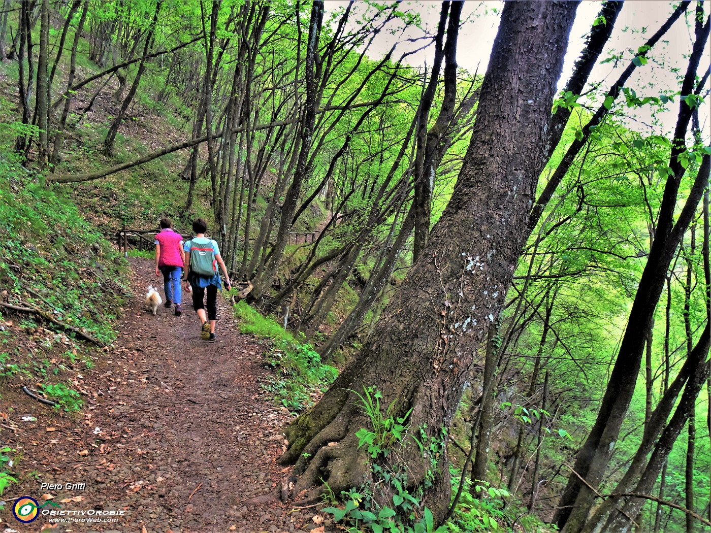 23 Prevalenti nel bosco i carpini neri.JPG